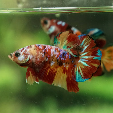 Multicolor/Galaxy Koi Plakat -15 weeks Old