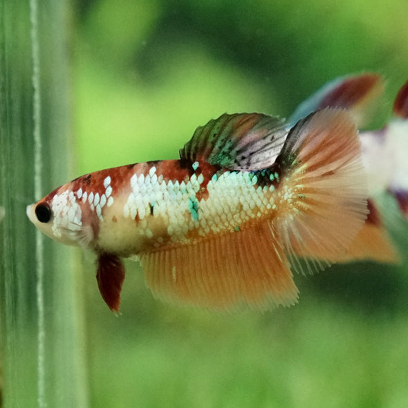 Koi Halfmoon - Female