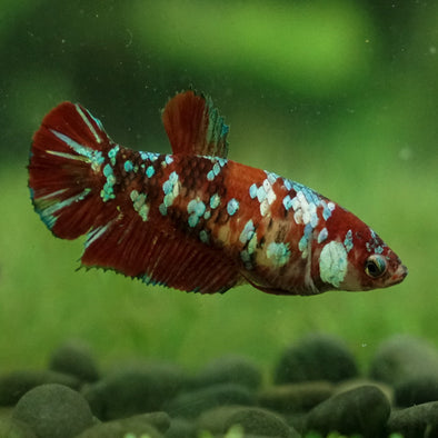 Multicolor/galaxy Koi Plakat- Female