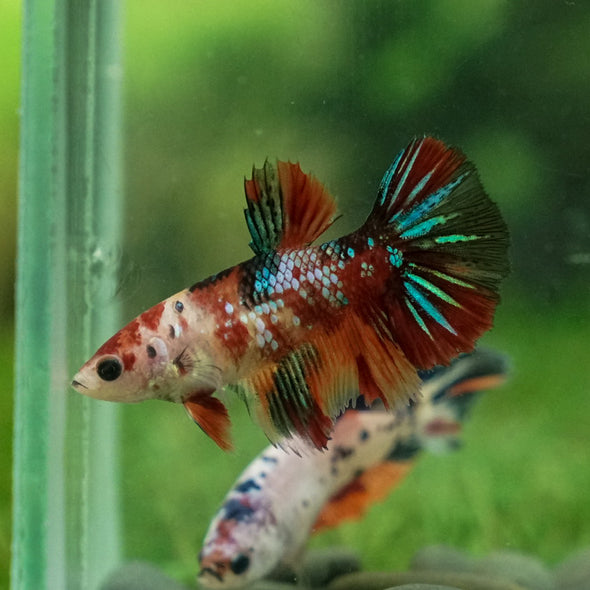 Multicolor Galaxy Halfmoon- Female