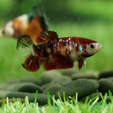 Multicolor/galaxy Koi Plakat- Female