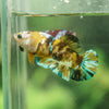 Multicolor/galaxy Koi Plakat- Female