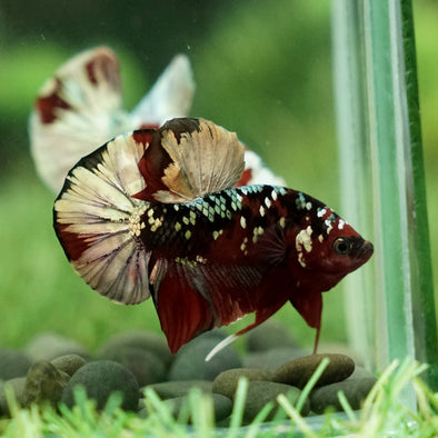 Multicolor/Galaxy Koi Plakat -15 weeks Old