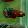 Red Fancy Plakat 13 Week Old- Female