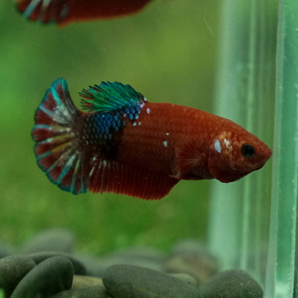 Red Fancy Plakat 13 Week Old- Female