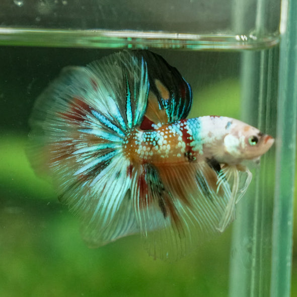 Galaxy Koi Halfmoon - 14 weeks old