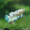 Blue/Green Dalmatian Plakat- Female