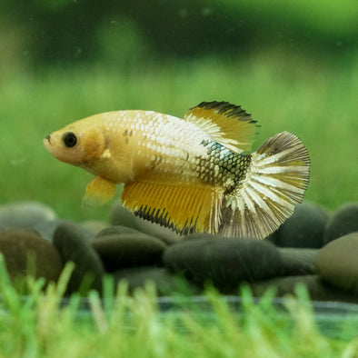 Yellow Fancy Plakat- Female