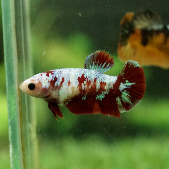 Multicolor/galaxy Koi Plakat- Female