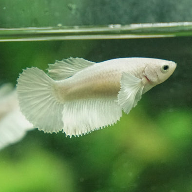 Dumbo Halfmoon- Female