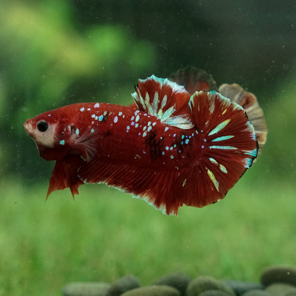 Multicolor/Galaxy Koi Plakat -15 weeks Old