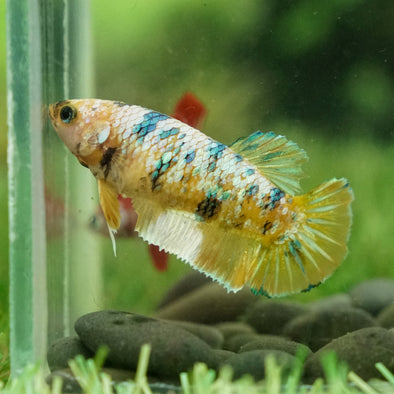 Multicolor/galaxy Koi Plakat- Female