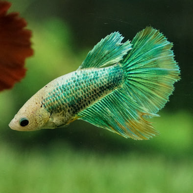 Halfmoon - Female