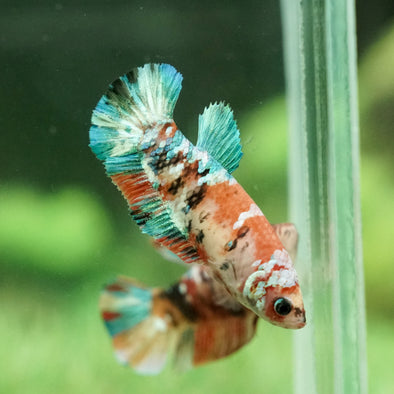 Galaxy Koi Plakat- Female