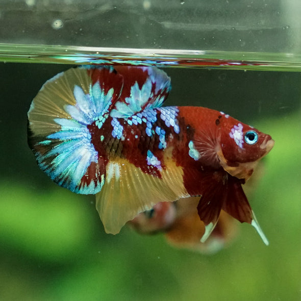 Multicolor/Galaxy Koi Plakat -15 weeks Old