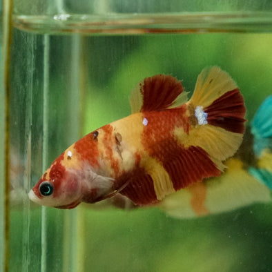 Koi Plakat Female - 12 weeks old