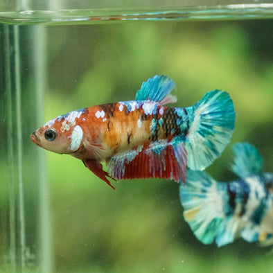 Multicolor/galaxy Koi Plakat- Female