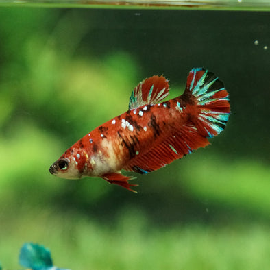 Multicolor/galaxy Koi Plakat- Female