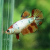 Multicolor Galaxy Halfmoon- Female