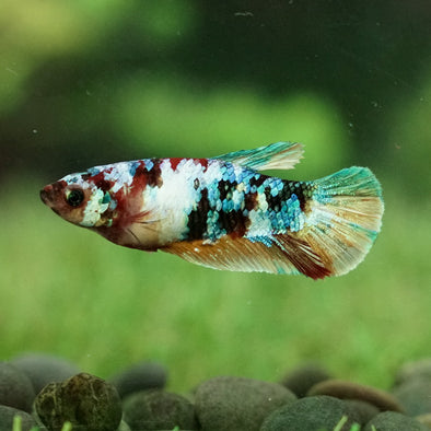 Multicolor/galaxy Koi Plakat- Female