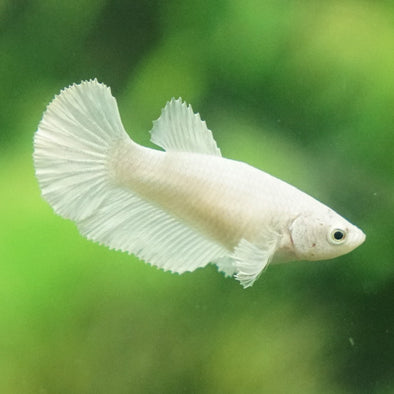 Dumbo Halfmoon- Female