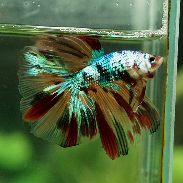 Galaxy Koi Halfmoon - 12 weeks old