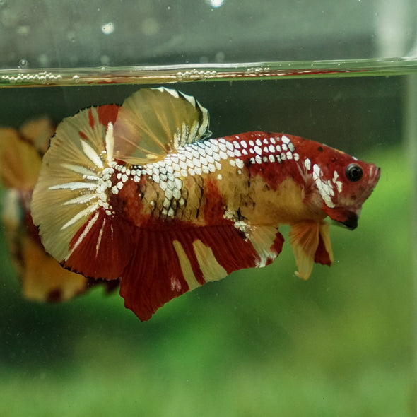 Giant Multicolor/ Galaxy Koi-15 weeks Old