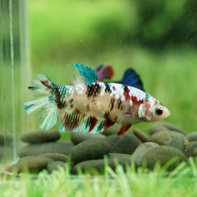 Multicolor/galaxy Koi Plakat- Female