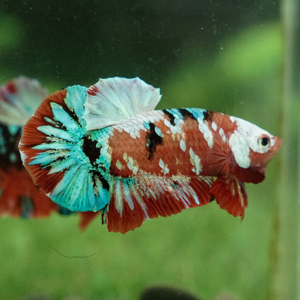 Multicolor/Galaxy Koi Plakat -15 weeks Old