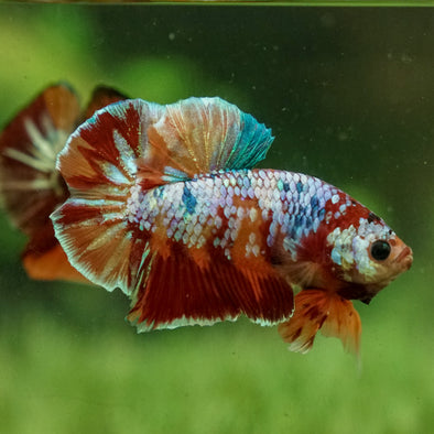 Multicolor/Galaxy Koi Plakat -15 weeks Old