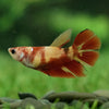 Koi Halfmoon - Female