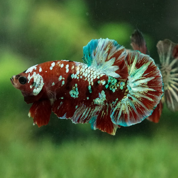 Multicolor/Galaxy Koi Plakat -15 weeks Old