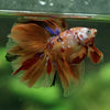 Galaxy Koi Halfmoon - 12 weeks old