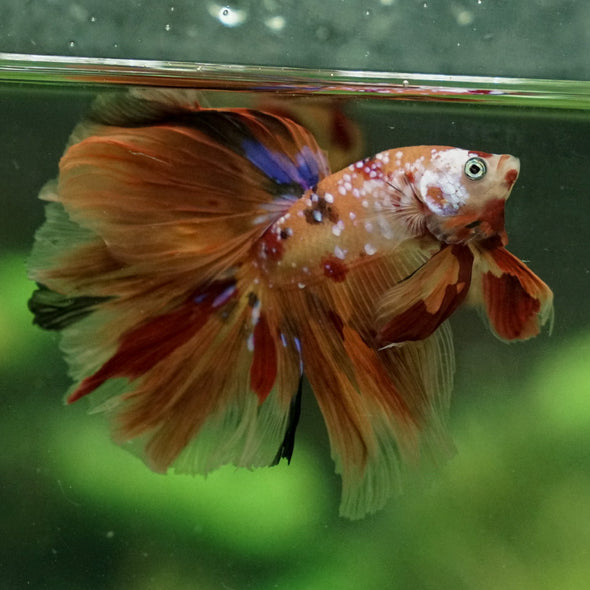 Galaxy Koi Halfmoon - 12 weeks old