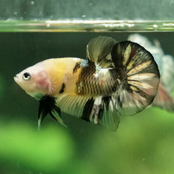 Multicolor/Galaxy Koi Plakat -11 weeks Old