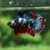 Multicolor/Galaxy Koi Plakat - Breeder Grade