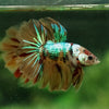 Galaxy Koi Halfmoon - 12 weeks old