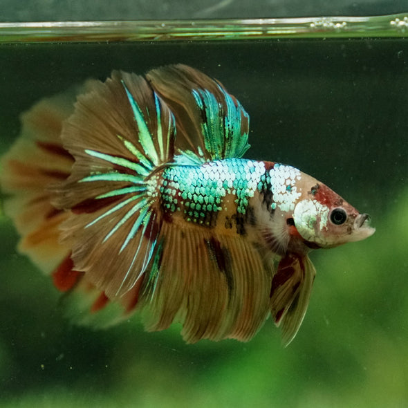 Galaxy Koi Halfmoon - 12 weeks old