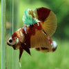 Multicolor/Galaxy Koi Plakat -15 weeks Old