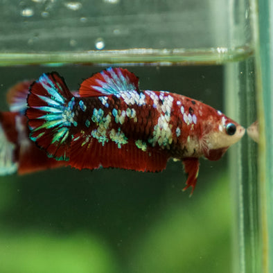 Multicolor/galaxy Koi Plakat- Female