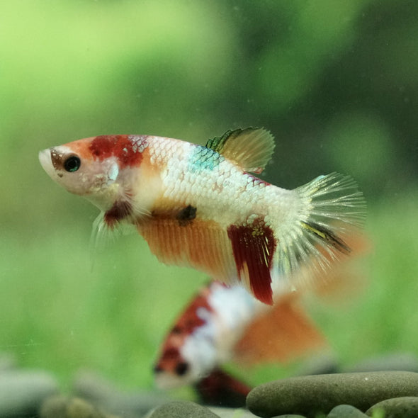 Koi Halfmoon - Female