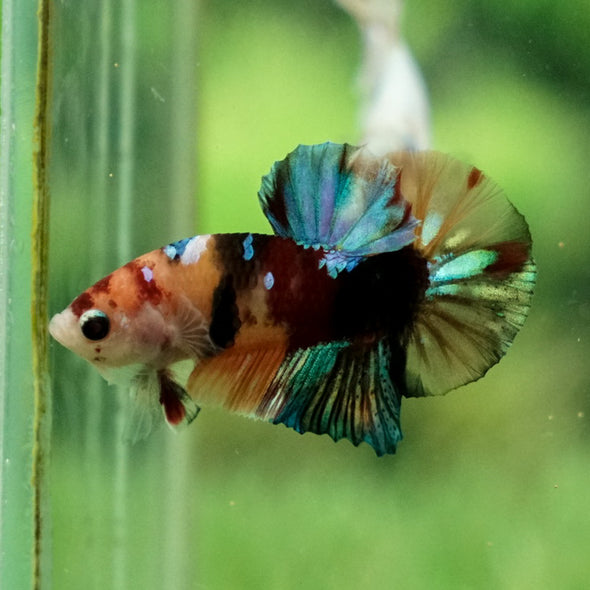 Multicolor/Galaxy Koi Plakat -11 weeks Old