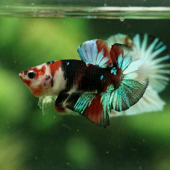 Multicolor/Galaxy Koi Plakat -11 weeks Old