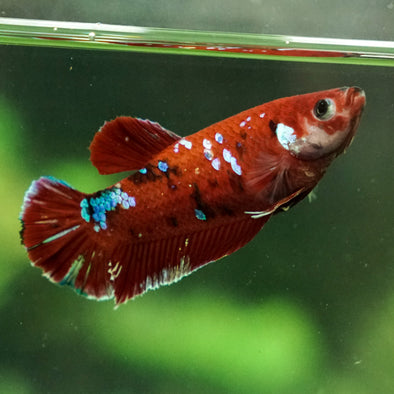 Multicolor/galaxy Koi Plakat- Female