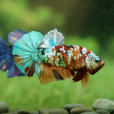 Multicolor/Galaxy Koi Plakat -15 weeks Old