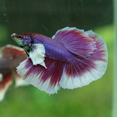 Dumbo Halfmoon - 12 weeks old