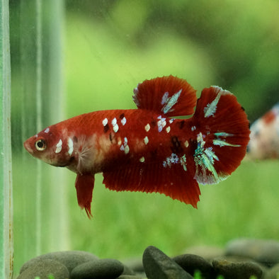 Multicolor/galaxy Koi Plakat- Female