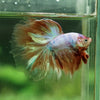 Galaxy Koi Halfmoon - 12 weeks old