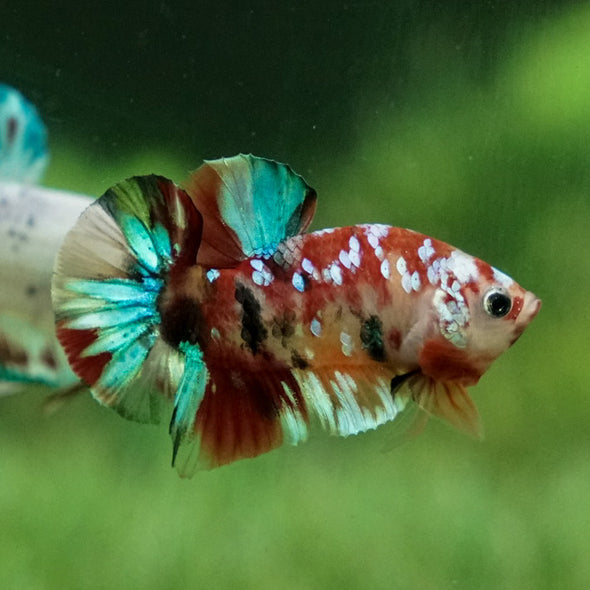 Multicolor/Galaxy Koi Plakat -11 weeks Old