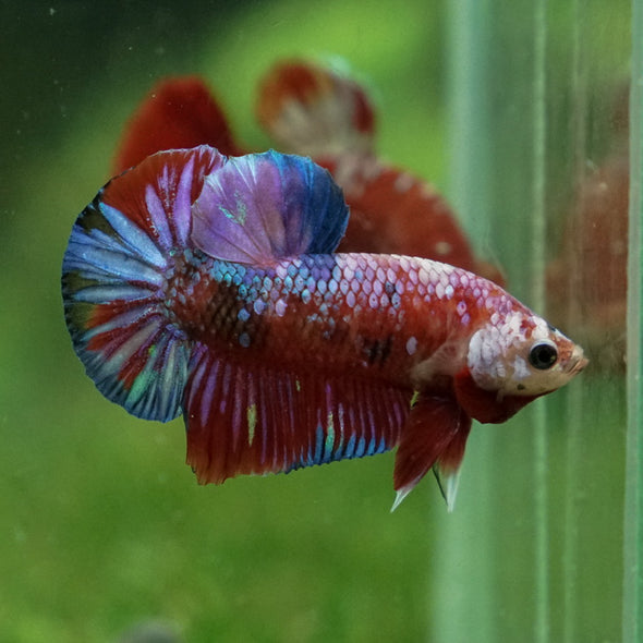 Multicolor/Galaxy Koi Plakat -13 weeks Old